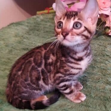 Бенгальская, 2 месяца, Девочка