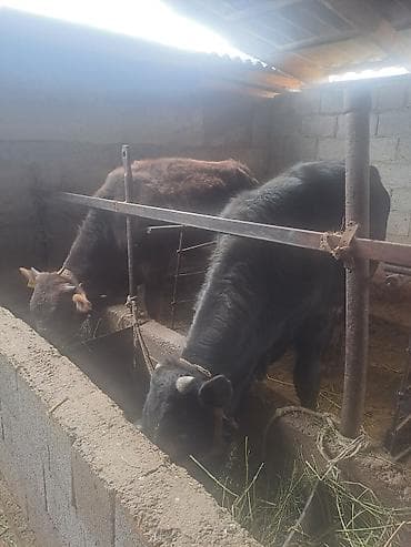 галштин карова: Продаю | Бык (самец) — 3