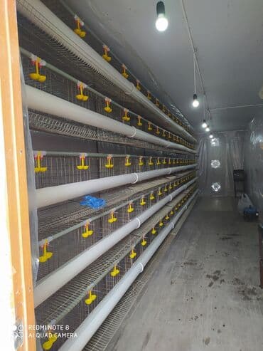 container house дома из контейнеров бишкек, контейнеры в бишкеке фото: Продаю готовый бизнес контейнер для содержания кур несушек со всеми — 2