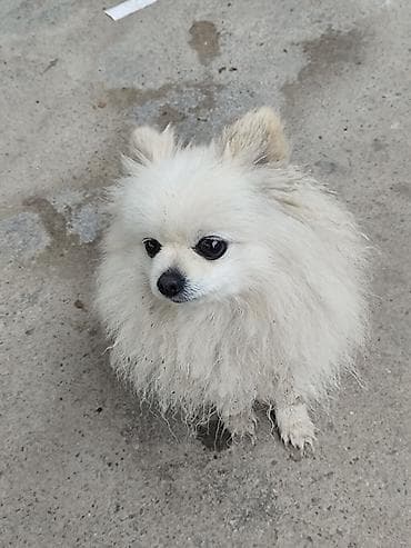 щенки курцхар: Шпиц, 5 лет, Самка — 2