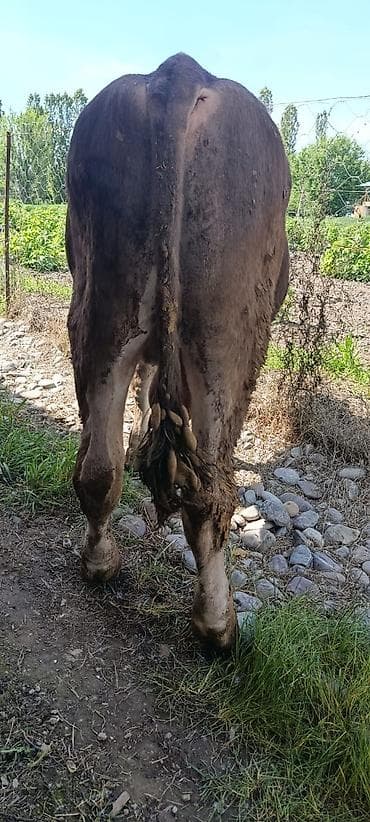 монбельярд цена: Продаю | Бык (самец) | На откорм | Осеменитель — 5