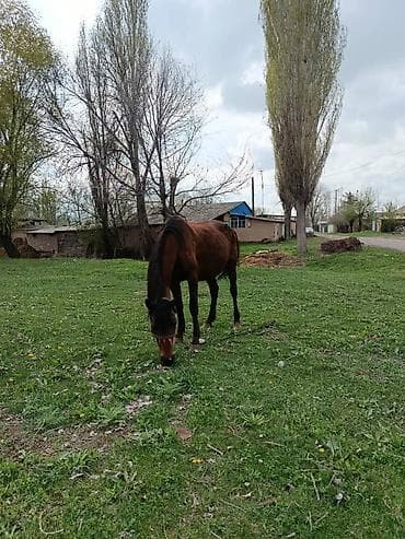 кемер кур: Продаю | Кобыла (самка) | Для разведения — 6