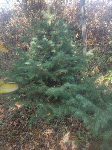 саженцы туя колоновидный: Ель (саженцы, живые растения) - Порода: ель обыкновенная/сибирская — 1