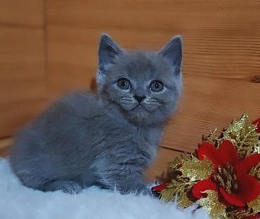 Үй жаныбарлары үчүн товарлар: Скотиш Страйт (Шотландиялык тик кулактуу), 2 айлык, Ургаачы, Көгүлтүр, Лотокко барууга үйрөтүлгөн, Курттардан тазаланган — 1