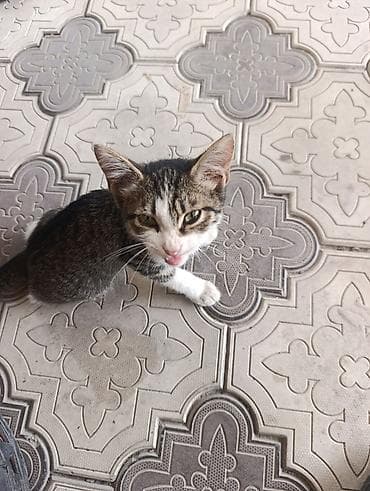 Котёнок, полосатый табби с белыми лапками и белой мордочкой — 3