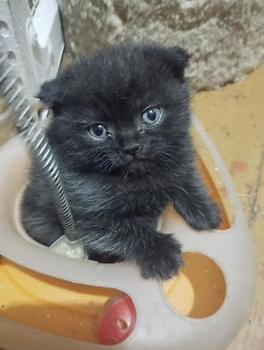 вислоухие кошки цена: Котята! В продаже очаровательный, шустрый мальчик шотландец, СКОТТИШ — 1