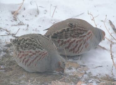 голуби птицы животный: Чил (серый куропатка) пара 2000с — 2
