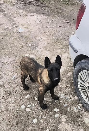 немецкую овчарку: Бельгийская овчарка, 3 месяца, Самец, С прививкой — 6