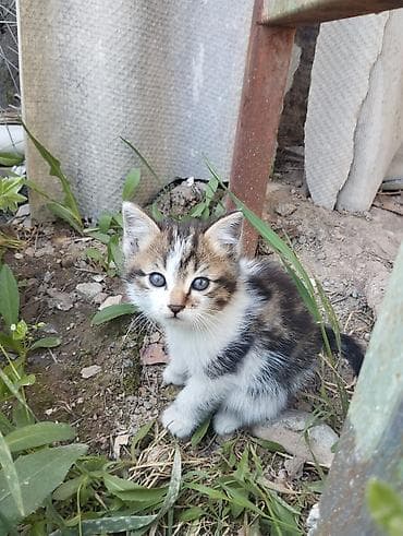 Отдам даром кошку: Кошка даром: Беспородная, 3 месяца, Мальчик, Приучена к лотку — 6