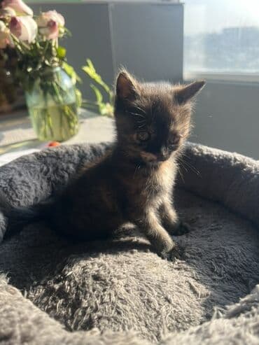 цена померанского шпица: Продает 3 котенка за 5000 сом По отдельности 2000 Мама Шотландская — 1