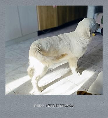 бишкектен уй сатылат: Ретривер, 5 айлык, Ургаачы, Ит тегин тастыктоочу документ — 5