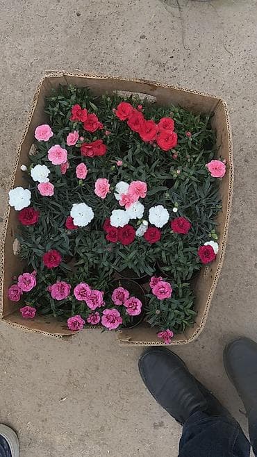 одежда на девочку: Рассада цветка — 10