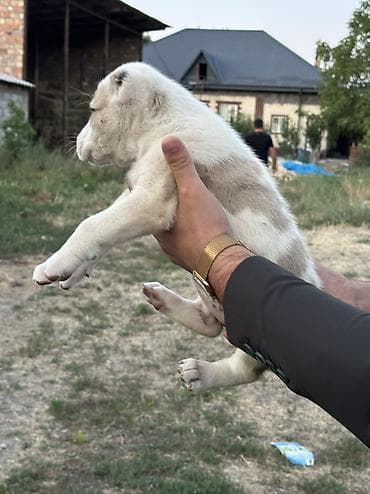 сиамские кошки котята: Алабай, 1 месяц, Самец — 10