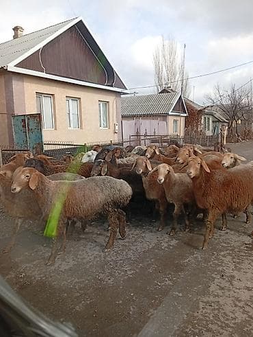 баран ягнята: Продаю | Овца (самка) | Для разведения | Матка — 3