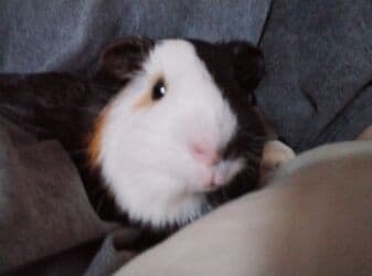 декоративные кролик: Продаю морскую свиноку. Зовут Овсянкин,он гладкошерстной породы, ему 9 — 2
