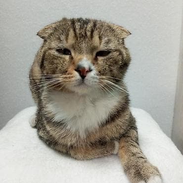 котята шотландцы: Скотиш Фолд (Шотландская вислоухая), 2 года, Мальчик — 1