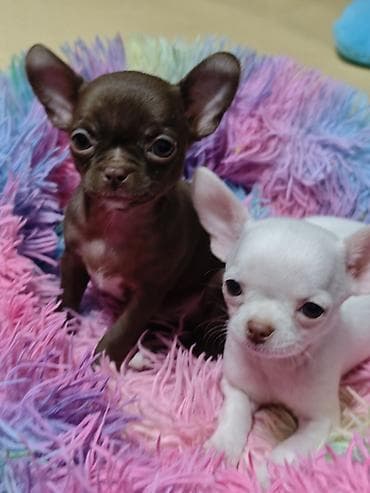 Животные: 🐾 Ищете настоящего породистого чихуахуа? ✨ В продаже клубные щенки — 3