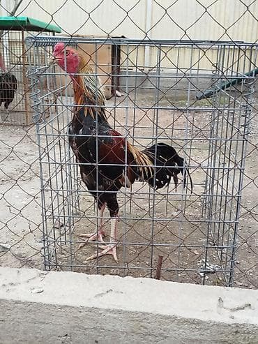 шагыл сокулук: Дакан жожо короздор сатылат алмашу жолдору бар адрес Заря Тынчтык — 1