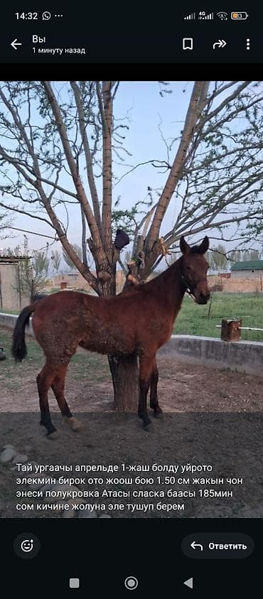 лайка цена: Продаю | Кобыла (самка) | Полукровка | Конный спорт | Племенные — 1