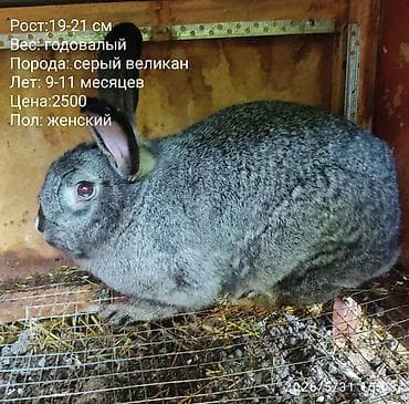 Кролики: есть и декоративные и для размножения - Возраст: 7–9 — 8
