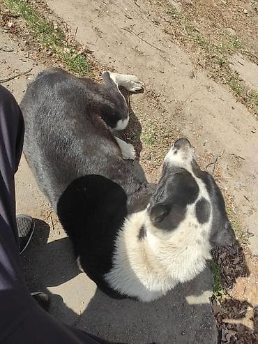 токмок собаки: Алабай ургаачы бир жаштык.Собака средних размеров, окрас черно-белый — 1