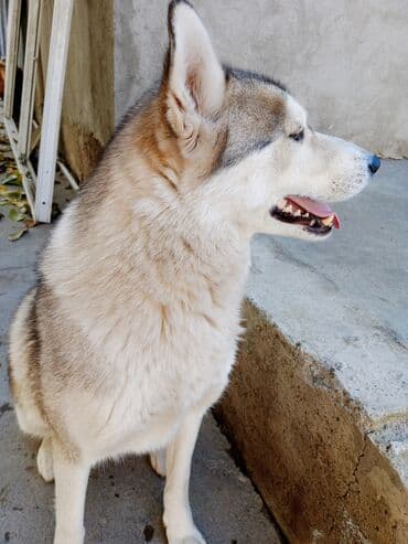 Сибирский хаски, девочка Описание: 3года - Окрас: серо-белый с ярко at lalafo.kg Сибирский хаски, девочка Описание: 3года - Окрас: серо-белый с ярко