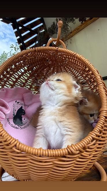 кошка черная: Скотиш Фолд (Шотландская вислоухая), 1 месяц, Мальчик, Золотая шиншилла, Приучена к лотку, Проглистована, С документами — 7