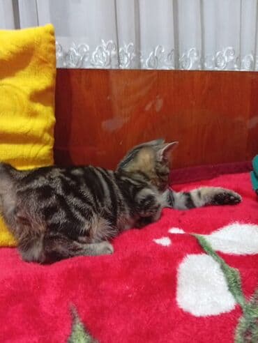 шотландская вислоухая длинношерстная кошка: 3 месяца, Мальчик — 4