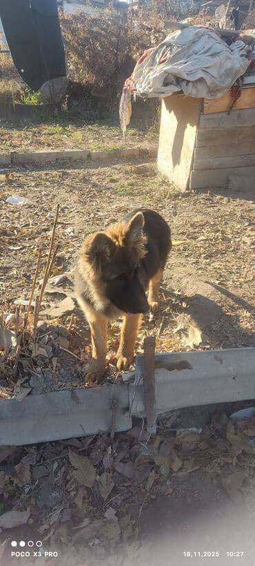 купить собаку корса: Щенки немецкой овчарки4месяца - Пухнастые малыши с крепким костяком и — 5