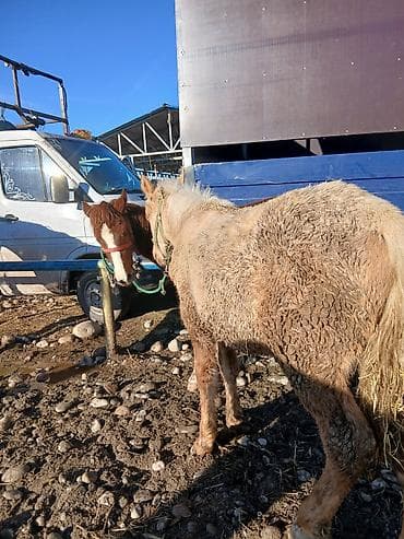 польша лошади: Продаю | Жеребенок | Для разведения | Мерин — 5