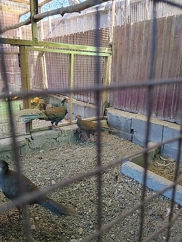 птичий рынок: Продаю молодых серебряных фазанов — 2