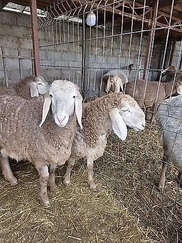 конный завод продажа лошадей: Продаю | Овца (самка) | Для разведения — 1