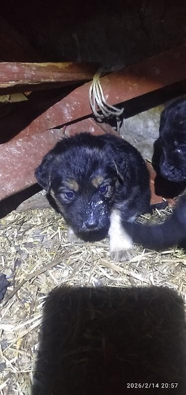 собаки питбуль: Лабрадор-ретривер, 1 месяц, Самка — 7