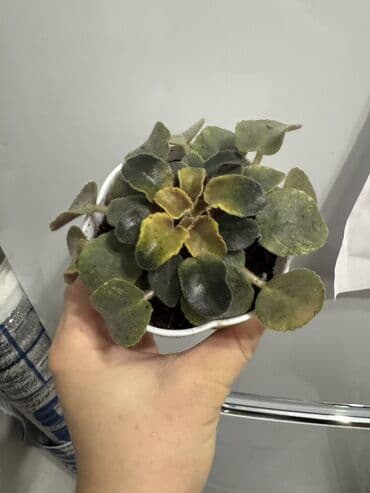 растения аквариумные купить: Пальмы(Хомедория),замиокулькасы(доллар) Зензи,черный доллар,зеленый — 5