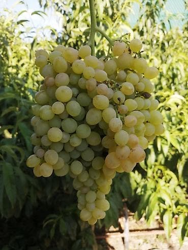 Годовалые саженцы винограда. Цена от 200 до 300 сом. Черенки по 50