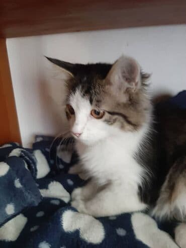 отдам кошечку в добрые руки: 2 месяца, Девочка — 14