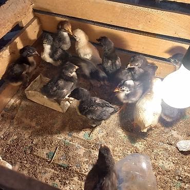 продаю козлят: Продаю | Цыплята | Для разведения — 2