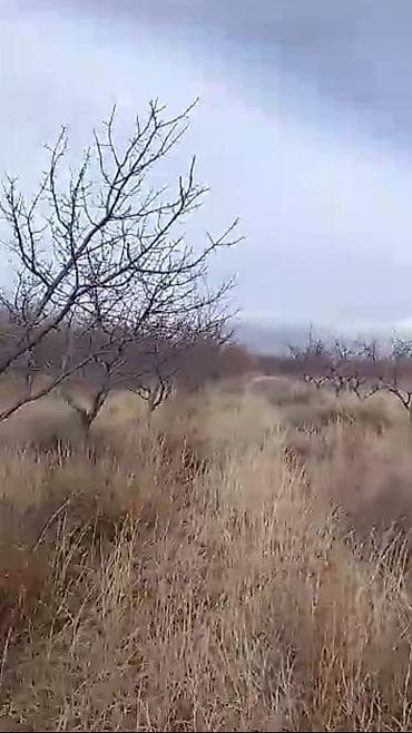 плодовый сад: 2500 соток — 3