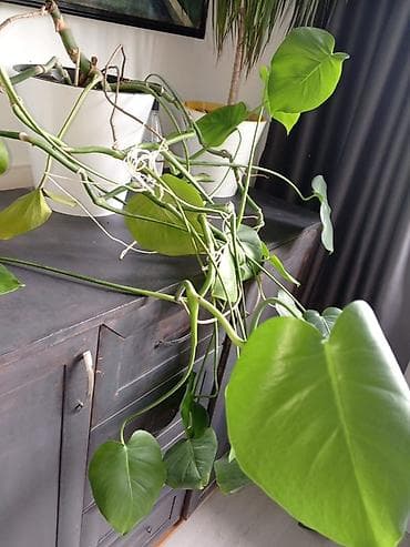 купить монстеру: Монстера (Monstera deliciosa), взрослое лиановидное комнатное — 2