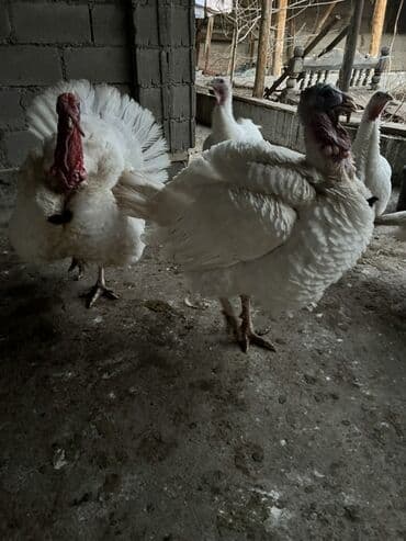 Ветеринар кызматы: Сатам | Эркек күрп | Бройлер | Көбөйтүү үчүн | Асыл тукумдуу — 4