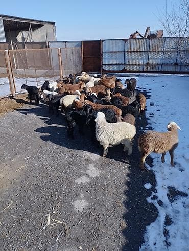 ячмень беловодск: Продаю двухмесячных ягнят только оптом — 7
