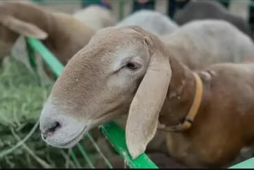 курцхаар цена в бишкеке: Продаю | Овца (самка) | На забой | Племенные — 1