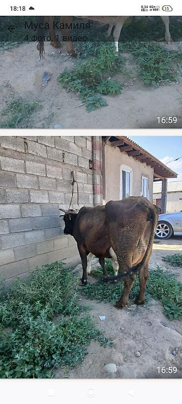 Продам с/х животных: Продаю | Корова (самка) | Полукровка | Для разведения | Привязанные — 2