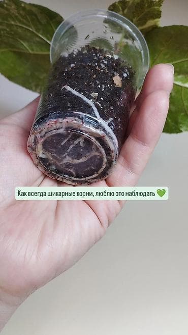 антуриум: В продаже ❇️ Вариегатный Липовидный Гибискус (укоренен из — 2