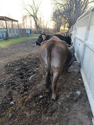 каракол кошка: Сатам | Уй (ургаачы) | Көбөйтүү үчүн | Кунажын — 2