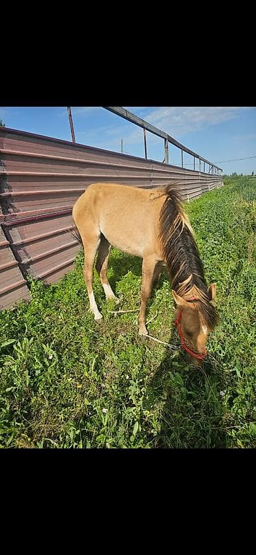 ящики для цыплят: Продаю | Кобыла (самка), Жеребенок | Для разведения — 3