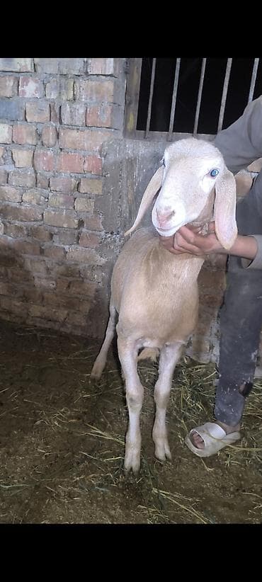 шинок хаски: Продаю | Овца (самка) | Эдильбаевская | На забой — 7