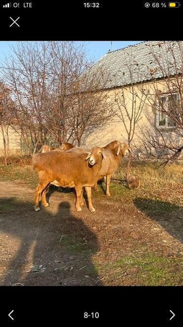 молочное оборудование: Продаю | Овца (самка) | Арашан | Для разведения | Котные — 1