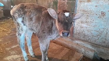 Продаю | Музоо, торпок | Для молока