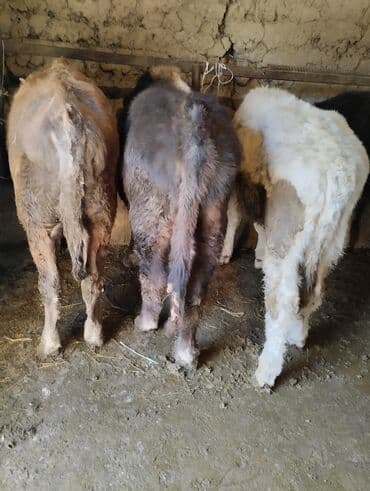 собаки бишкек: Продаю | Бык (самец) | Полукровка | На откорм — 3